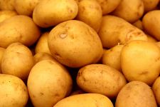 Potato, Yukon Gold